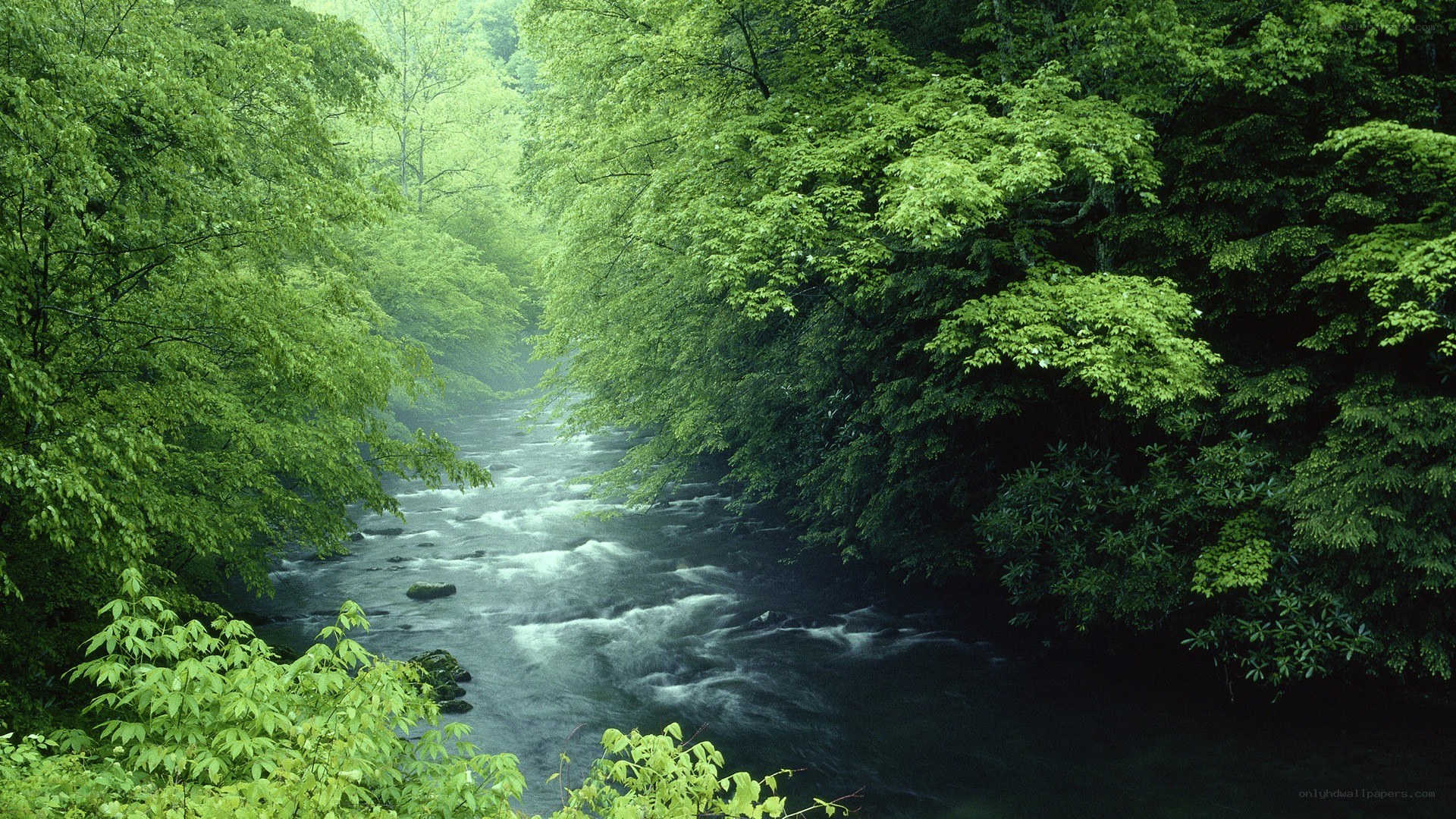 River through a lush forest
