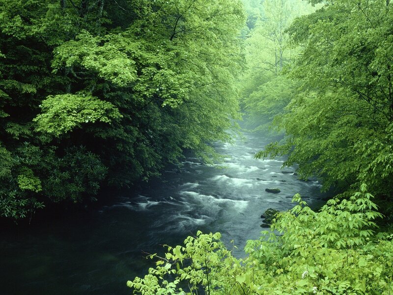 River through a lush forest