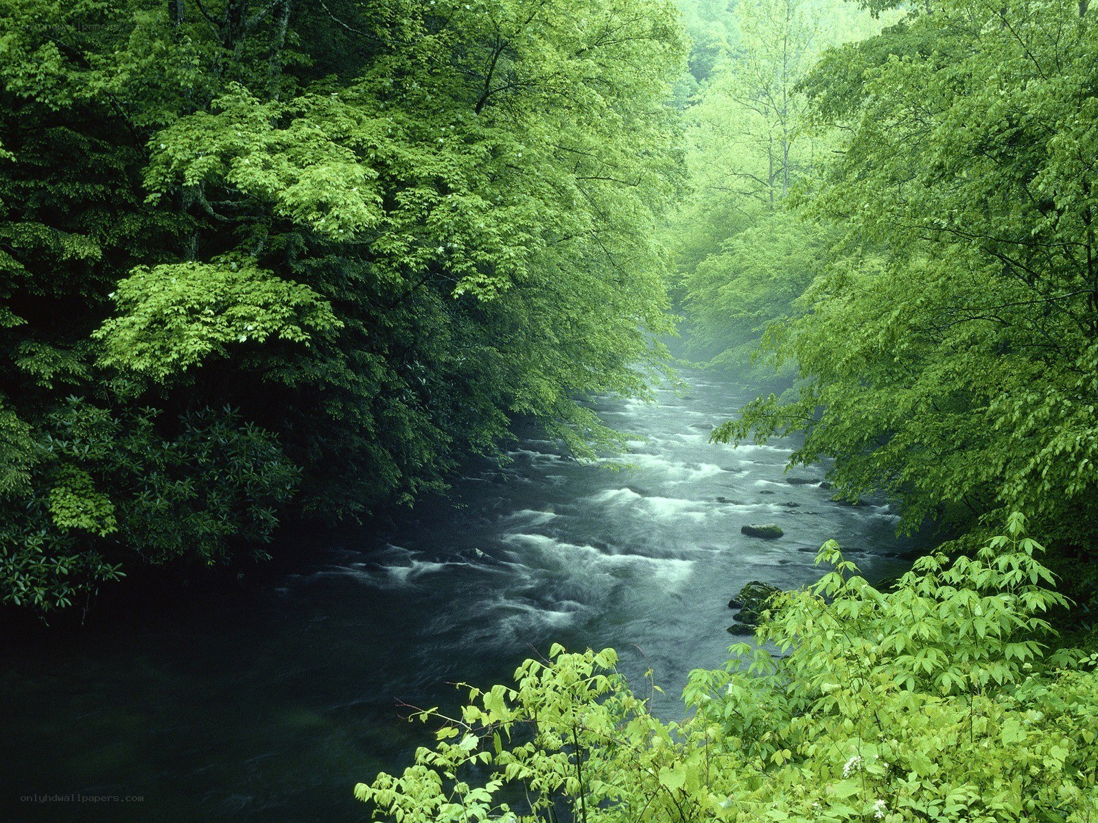 River through a lush forest