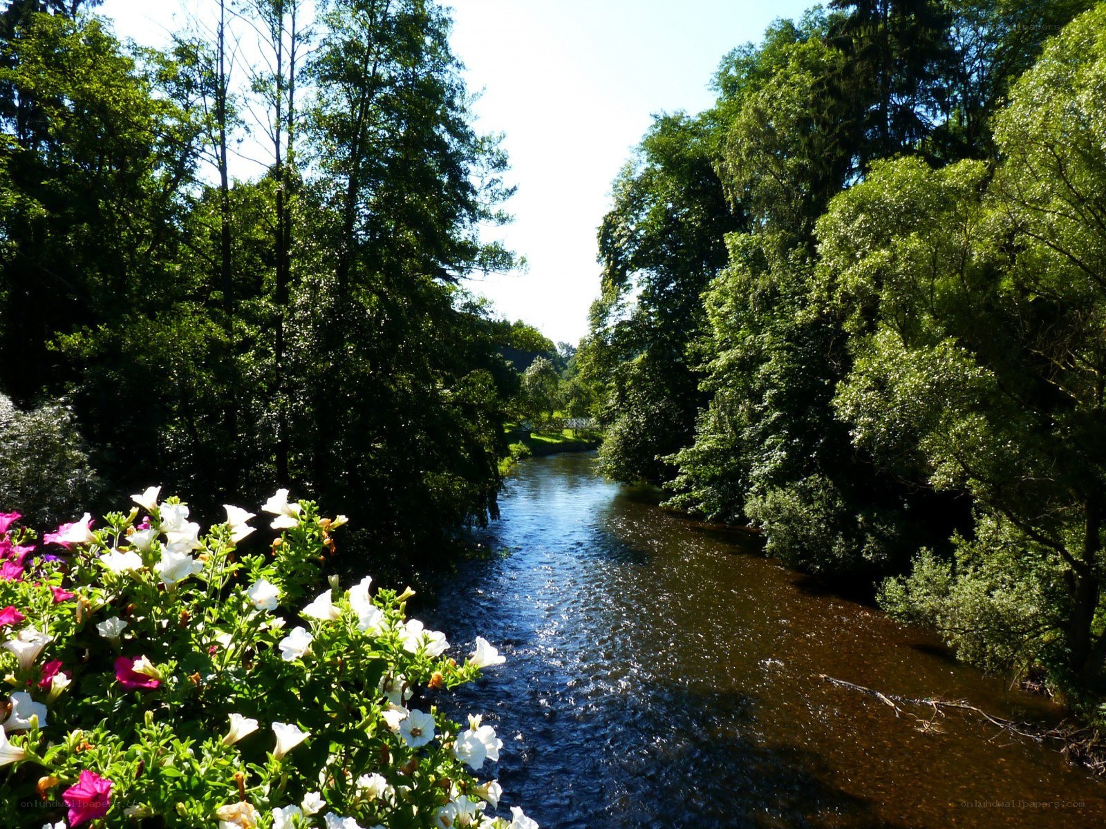 River through a lush forest