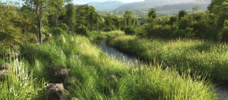 River through a lush forest