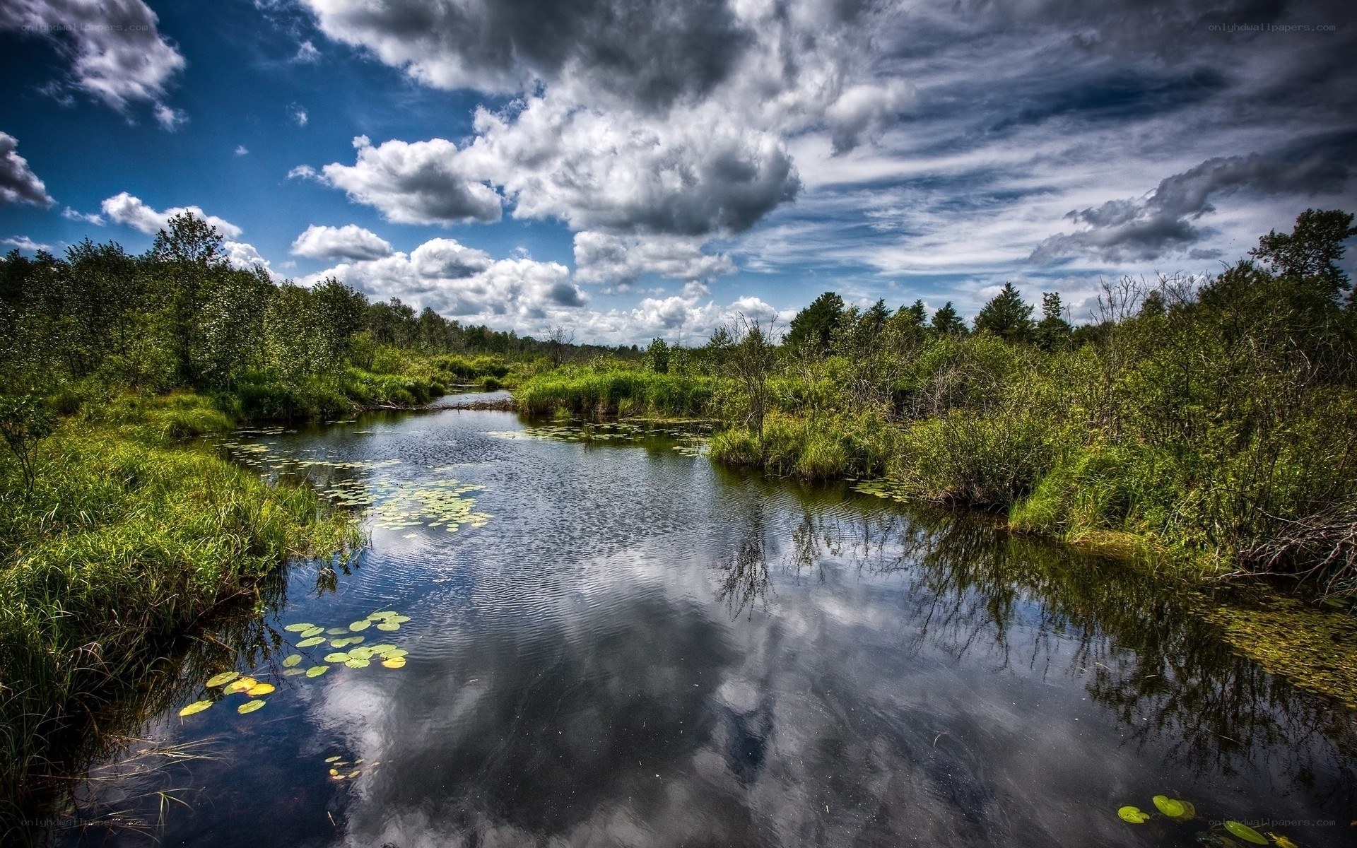 River through a lush forest