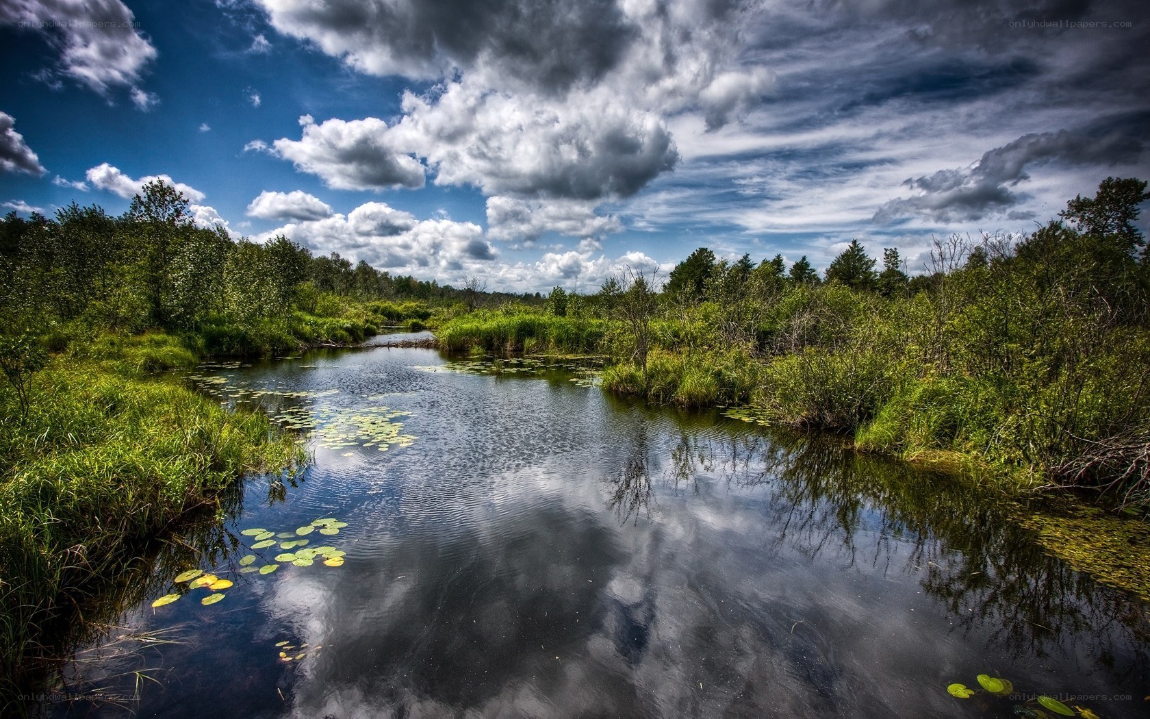 River through a lush wetland