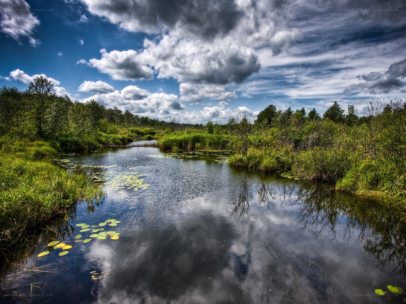 River through a lush wetland