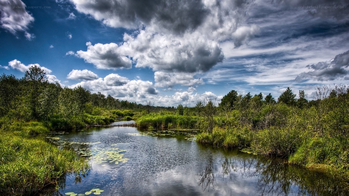 River through a lush wetland