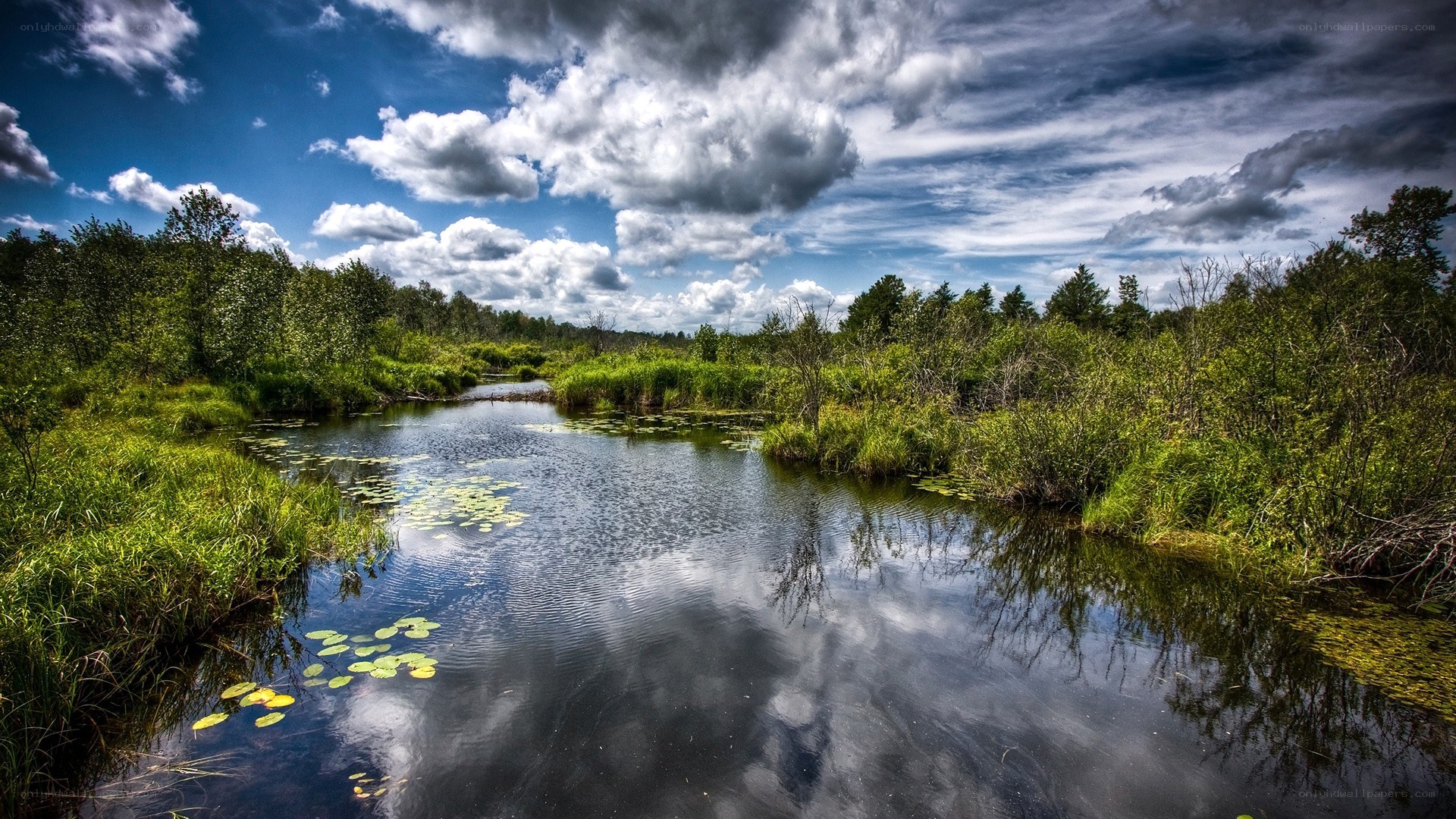 River through a lush wetland