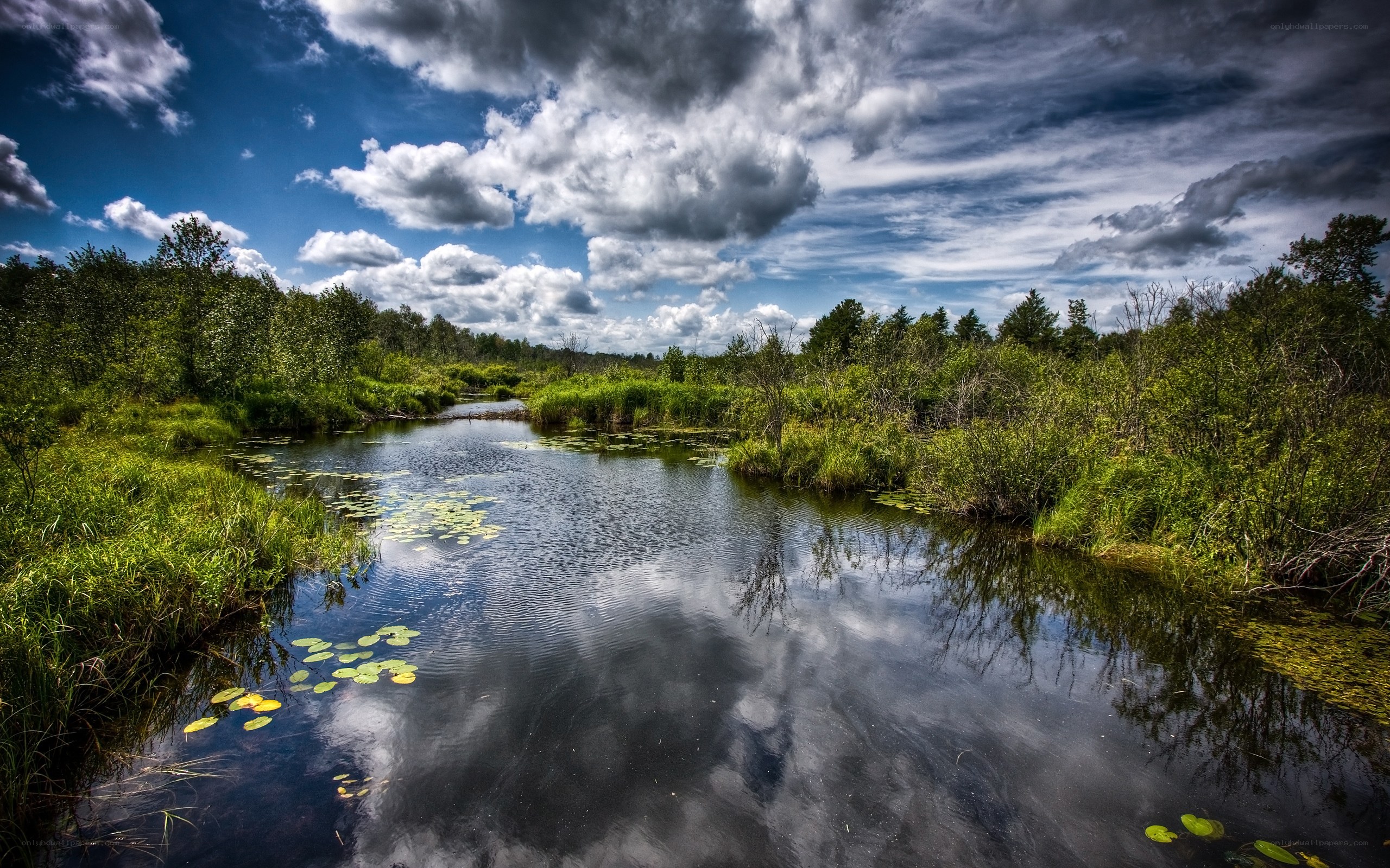 River through a lush wetland