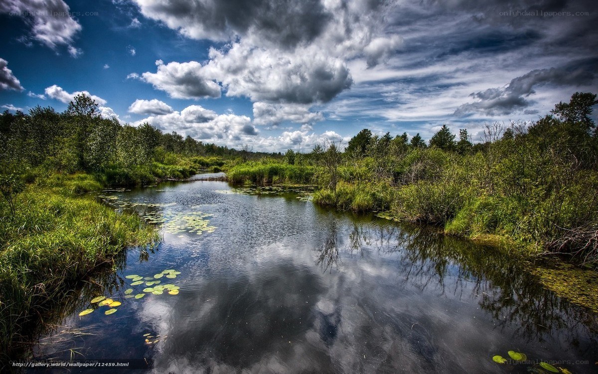 River through a lush wetland