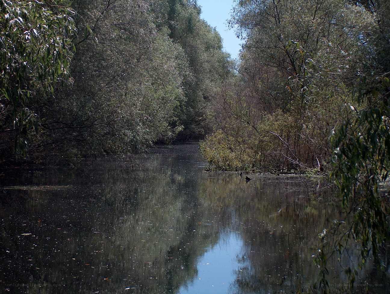River through a wooded area
