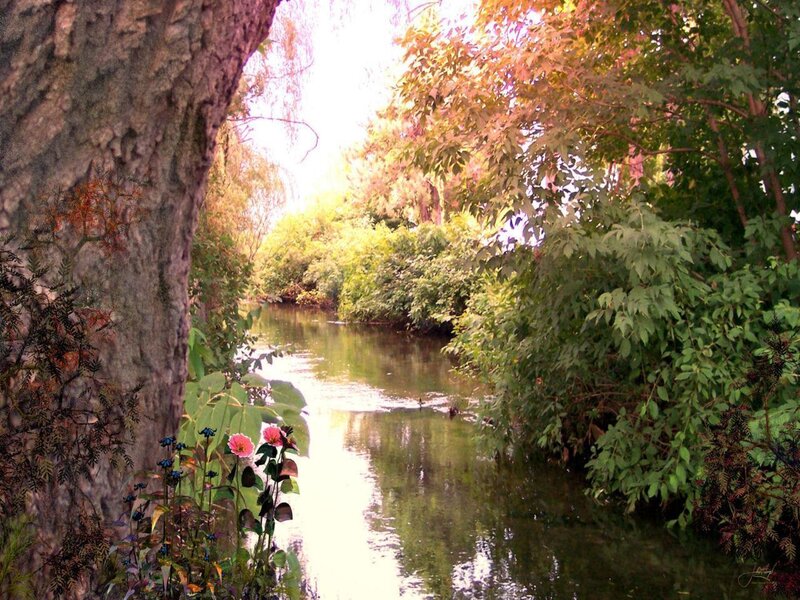 River through a wooded area