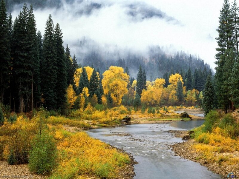River through autumn forest