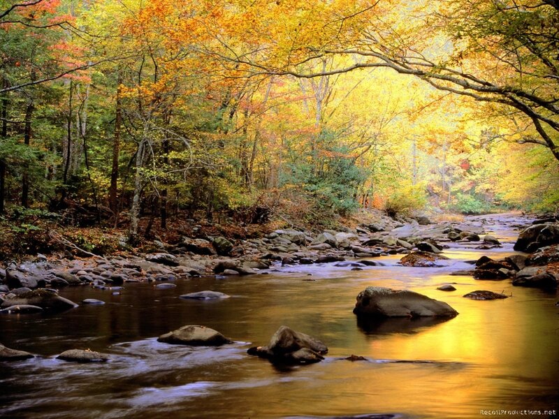 River Through Autumn Forest — Brown