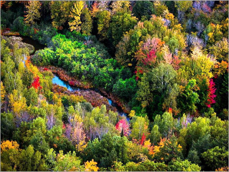 River Through Autumn Forest — Green, Serene, Photograph, Trees, Foliage