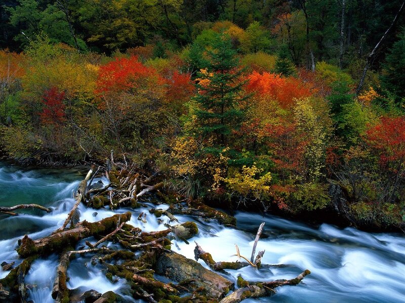 River Through Autumn Forest — Green, Serene, Photograph, Trees, Logs