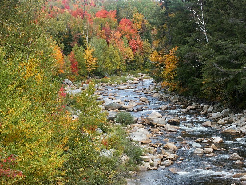 River Through Autumn Forest — Green, Serene, Photograph, Trees, Rocks