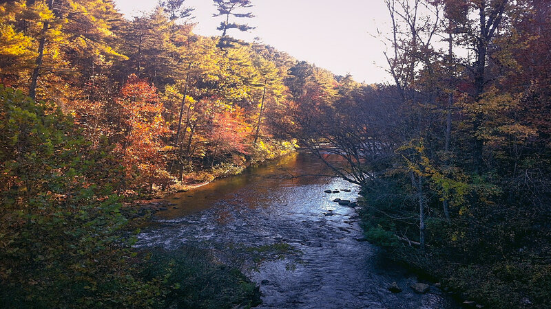 River Through Autumn Forest — Green, Serene, Photograph, Trees, Stream