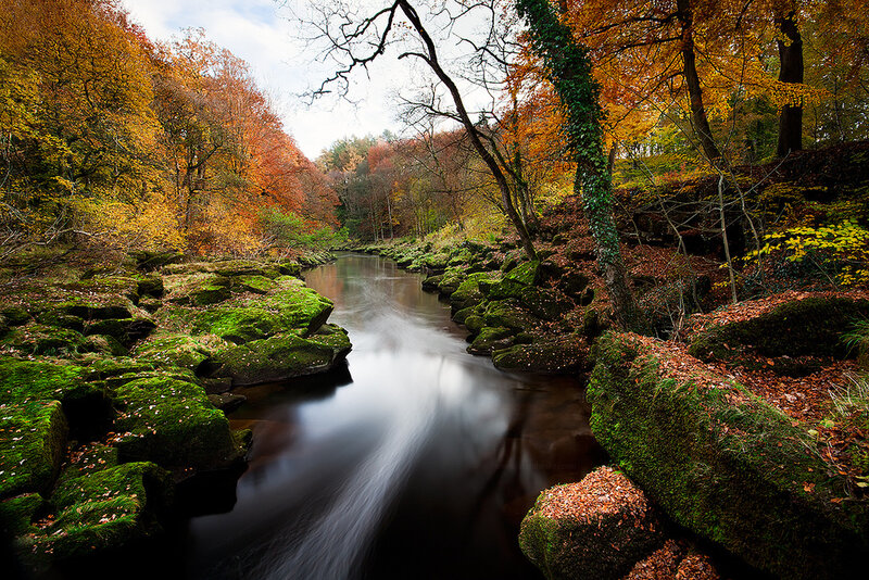 River Through Autumn Forest — Green, Serene, Photograph, Trees
