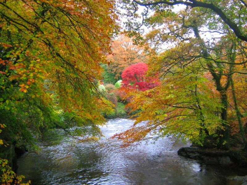 River Through Autumn Forest — Green