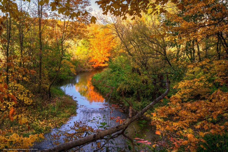 River Through Autumn Forest — Orange, Serene, Photograph, Trees, Leaves, Stream