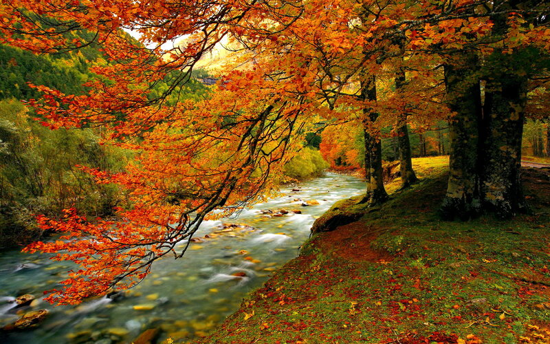 River Through Autumn Forest — Orange, Serene, Photograph, Trees, Leaves