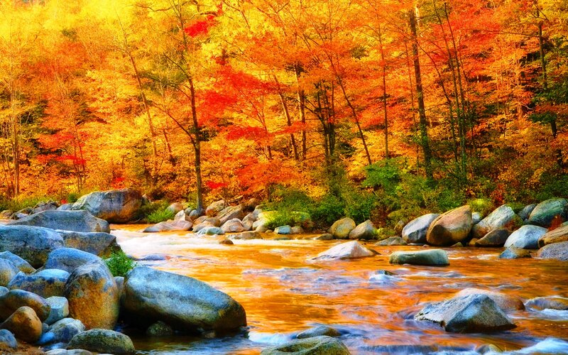 River Through Autumn Forest — Orange, Serene, Photograph, Trees, Rocks, Stream