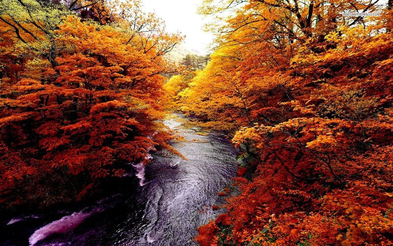 River Through Autumn Forest — Orange, Serene, Photograph, Trees, Stream, Fall Foliage