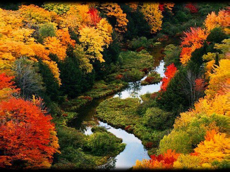 River Through Autumn Forest — Orange, Serene, Photograph, Trees, Stream, Foliage