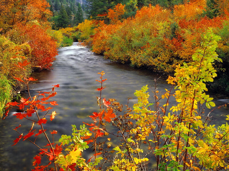 River Through Autumn Forest — Orange, Serene, Photograph, Trees, Stream, Leaves