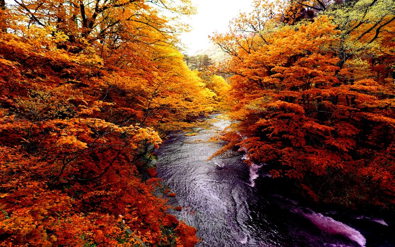 River Through Autumn Forest — Orange, Serene, Photograph, Trees, Stream