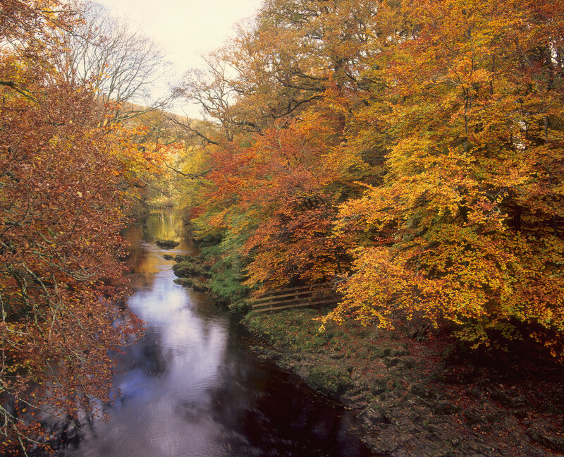 River Through Autumn Forest — Orange, Serene, Photograph, Trees
