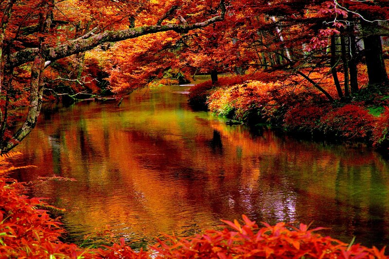 River Through Autumn Forest — Red, Serene, Photograph, Trees, Leaves