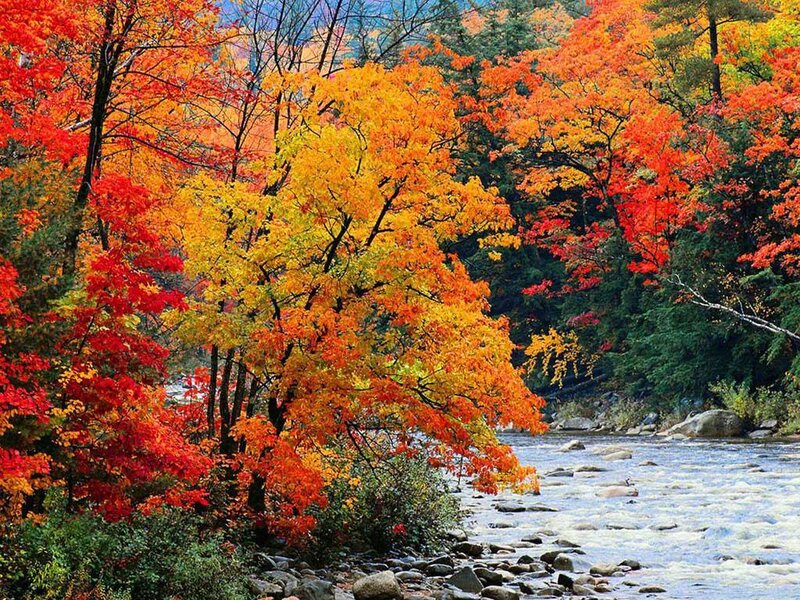 River Through Autumn Forest — Red, Serene, Photograph, Trees, Rocks, Fall Foliage