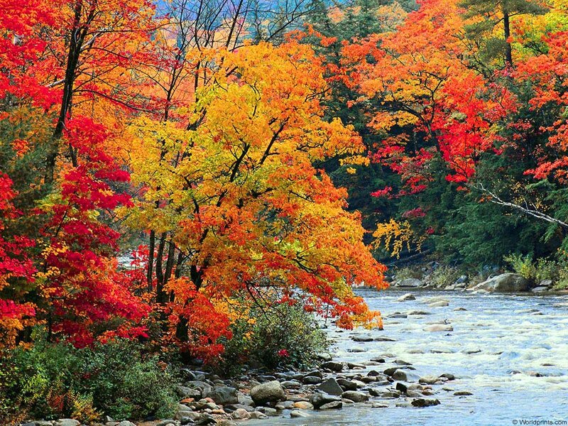 River Through Autumn Forest — Red, Serene, Photograph, Trees, Rocks, Stream