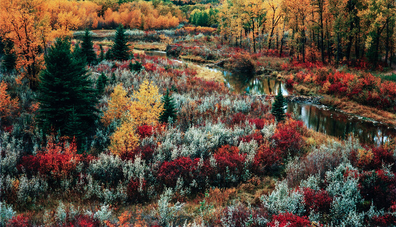 River Through Autumn Forest — Red, Serene, Photograph, Trees, Shrubs