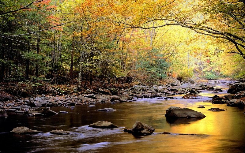 River Through Autumn Forest — Stream