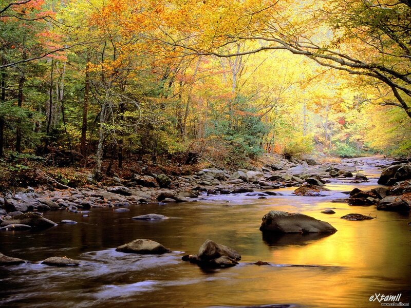 River Through Autumn Forest — Trees