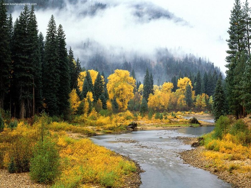 River Through Autumn Forest — Yellow, Serene, Photograph