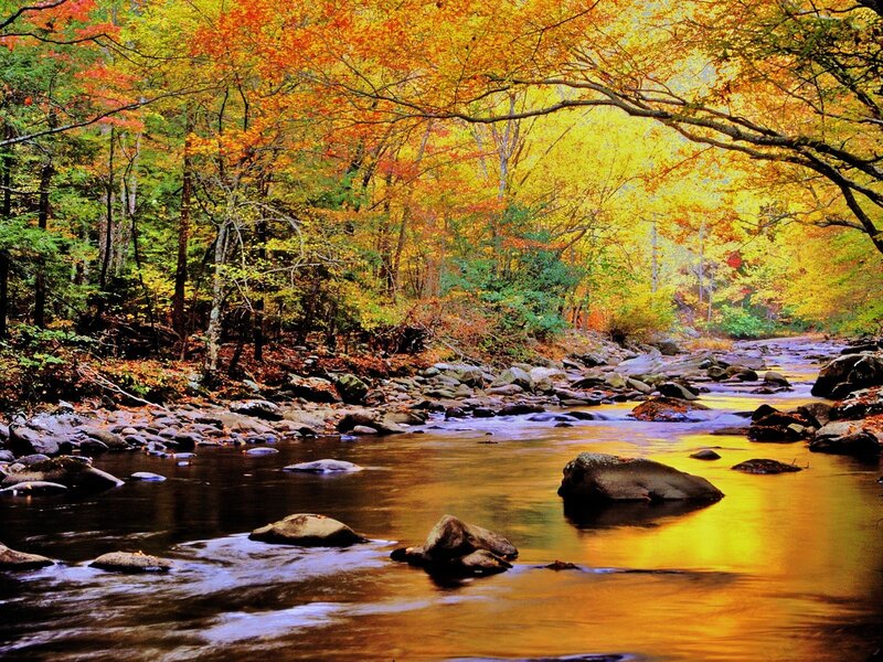 River Through Autumn Forest — Yellow, Serene, Photograph, Trees, Rocks, Stream, Orange