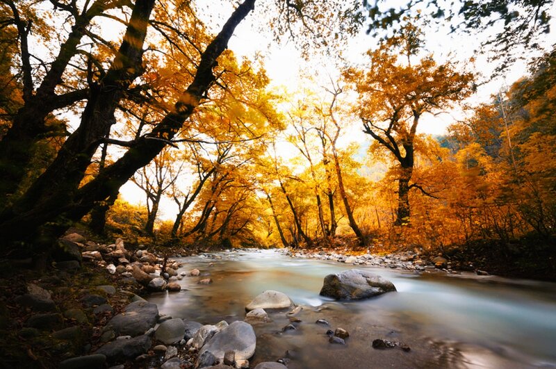River Through Autumn Forest — Yellow, Serene, Photograph, Trees, Rocks, Stream