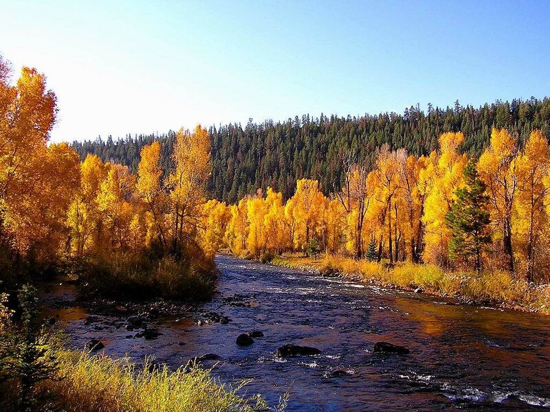 River Through Autumn Forest — Yellow, Serene