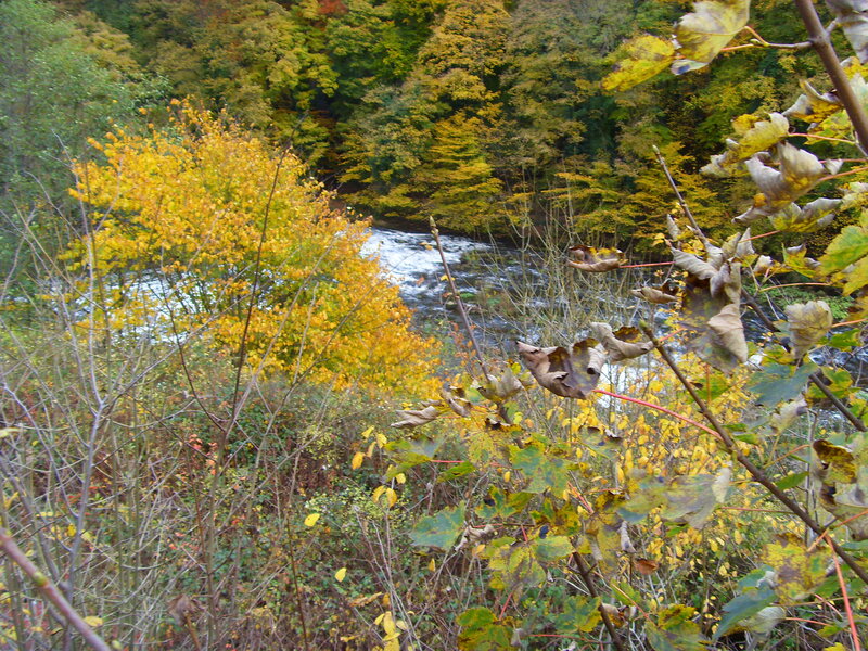 River Through Autumn Forest — Yellow