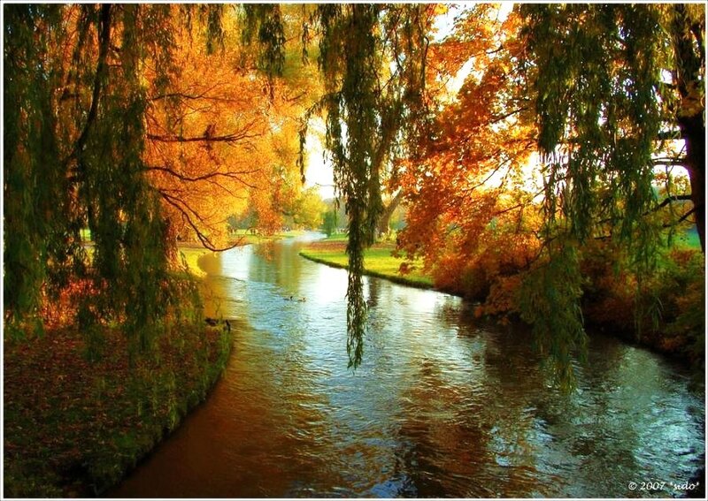 River Through Autumn Trees — Orange, Serene