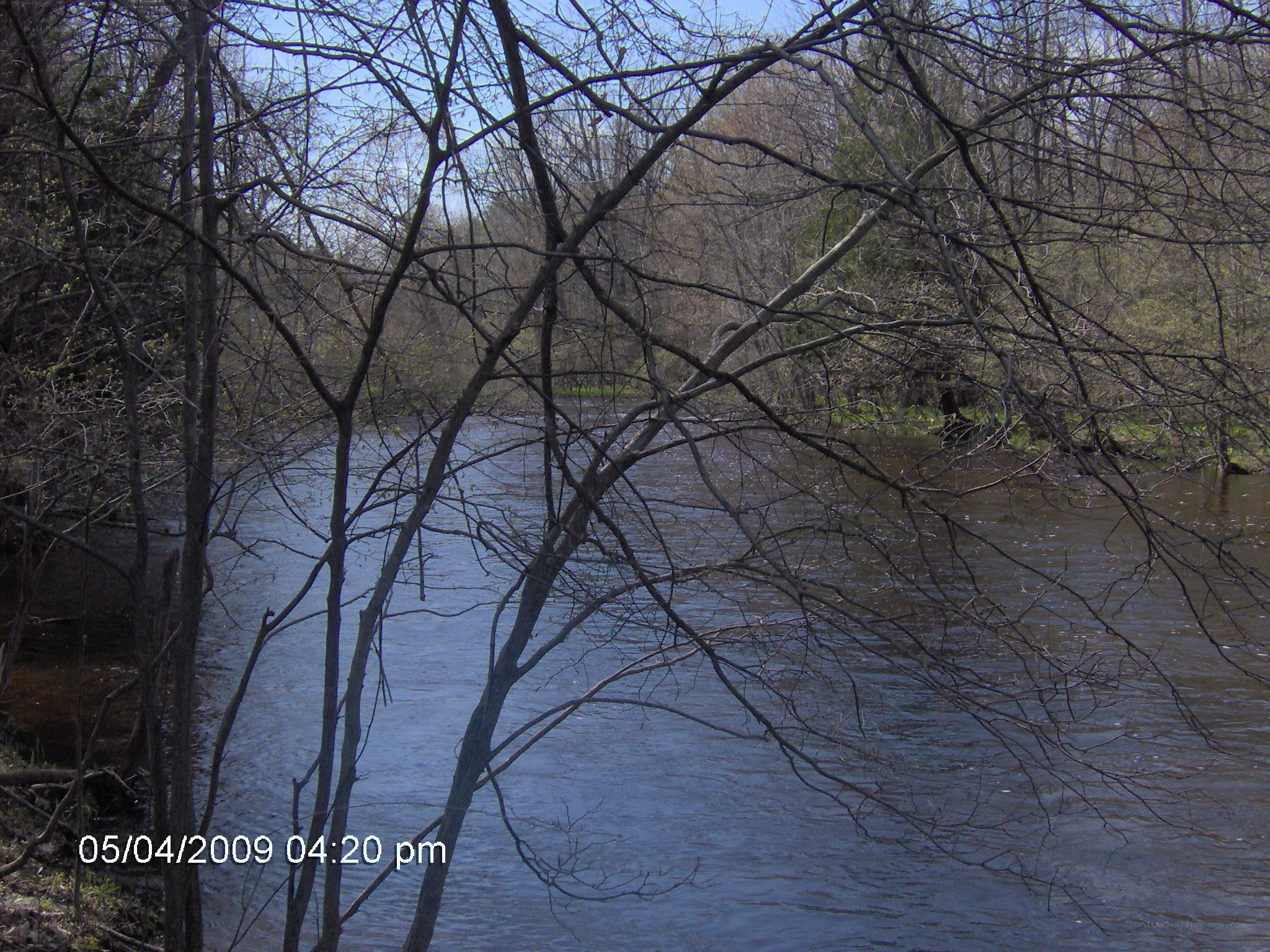 River through bare trees