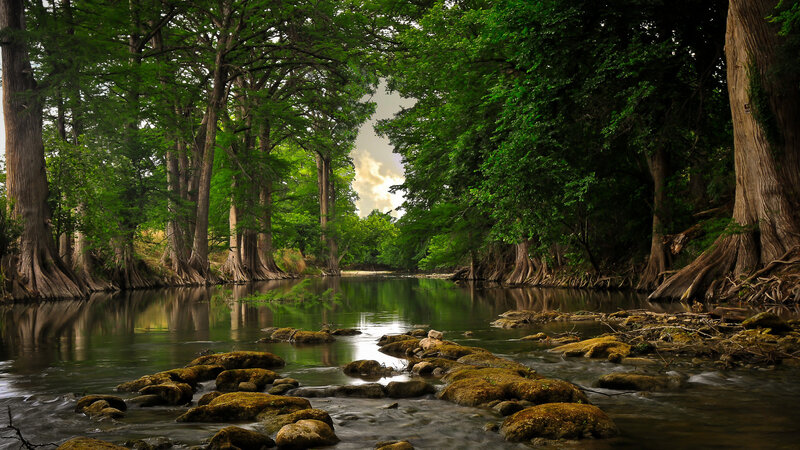 River Through Cypress Forest — Green, Serene, Afternoon