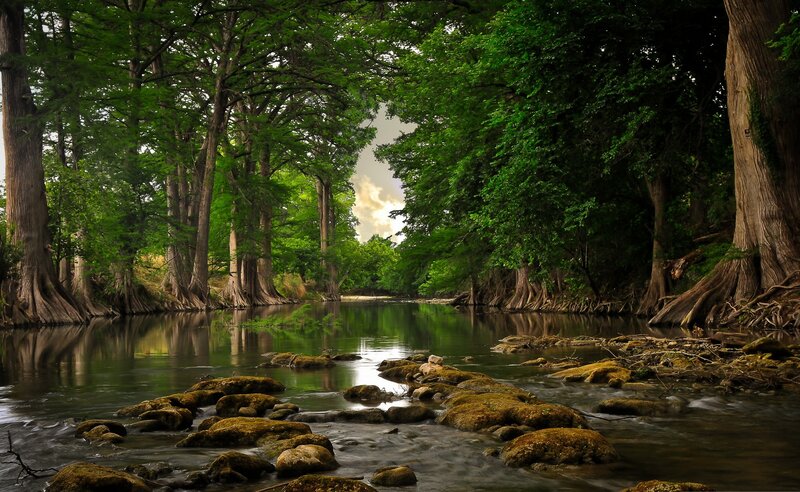 River Through Cypress Forest — Green, Serene