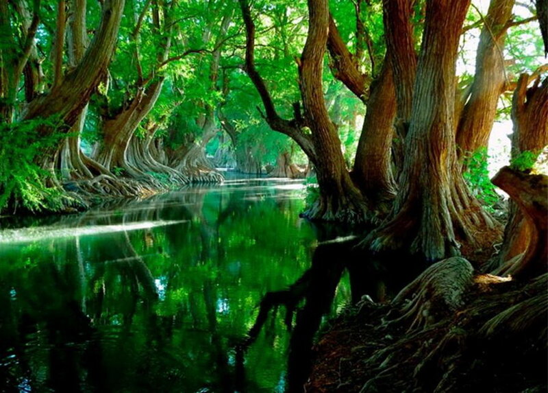 River Through Cypress Forest