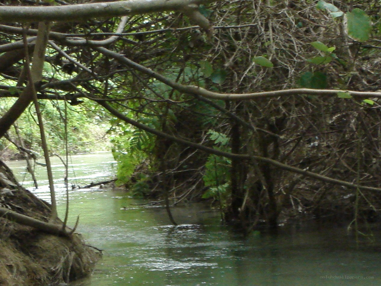 river through dense foliage