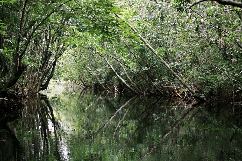 River through dense forest