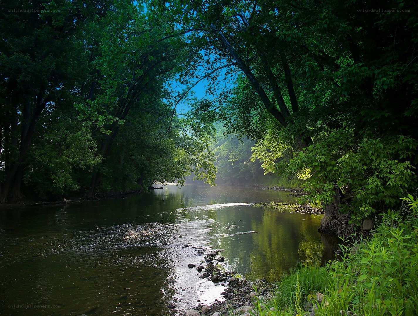 River through forest canopy