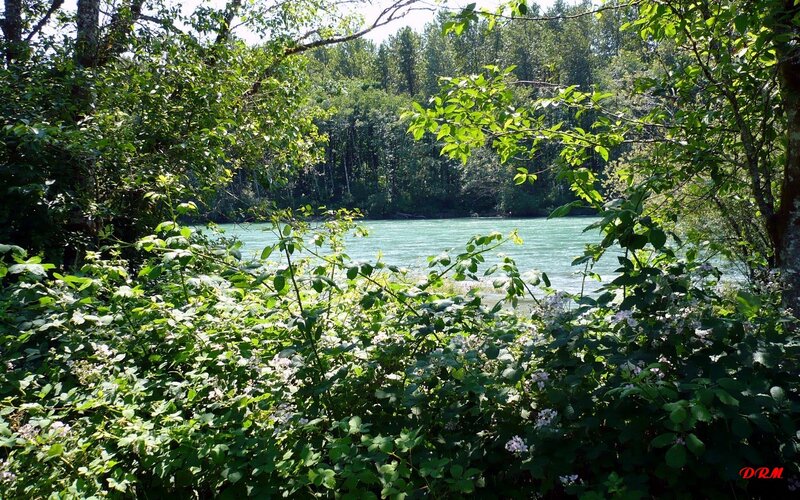River through forest foliage